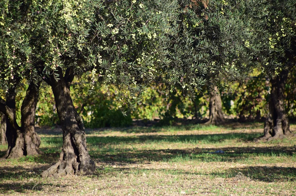 Azouro Extra Virgin Olive Oil
