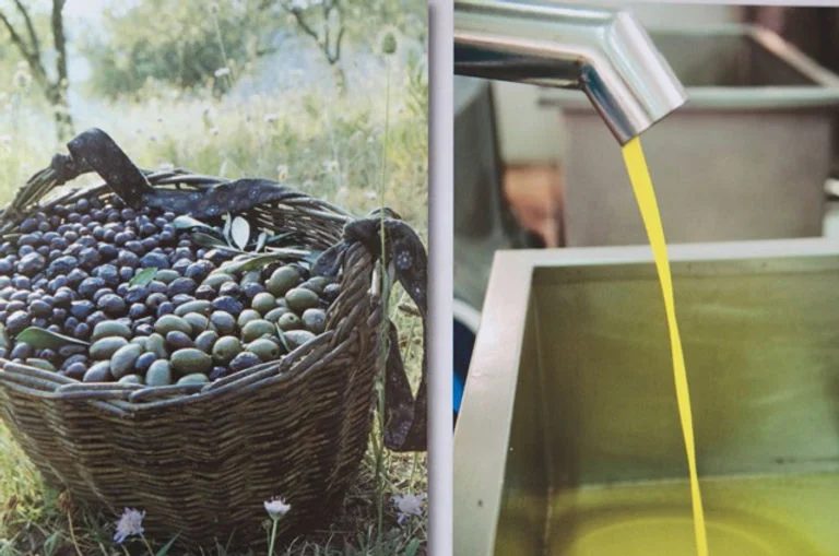 Harvested olives and freshly extracted olive oil at the processor