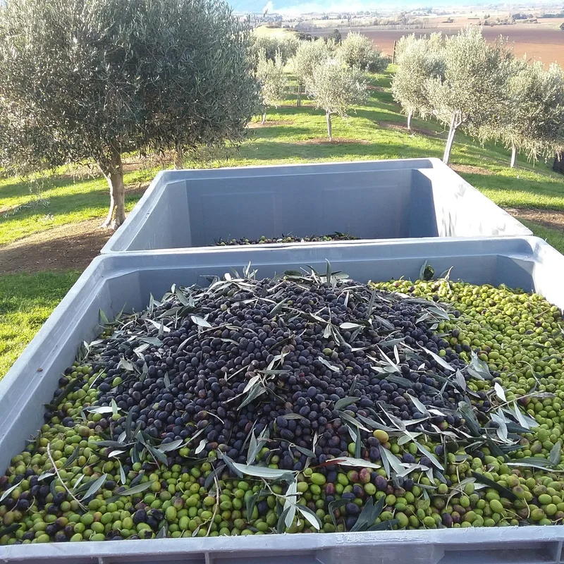 Faversham Olive Grove Extra Virgin Olive Oil
