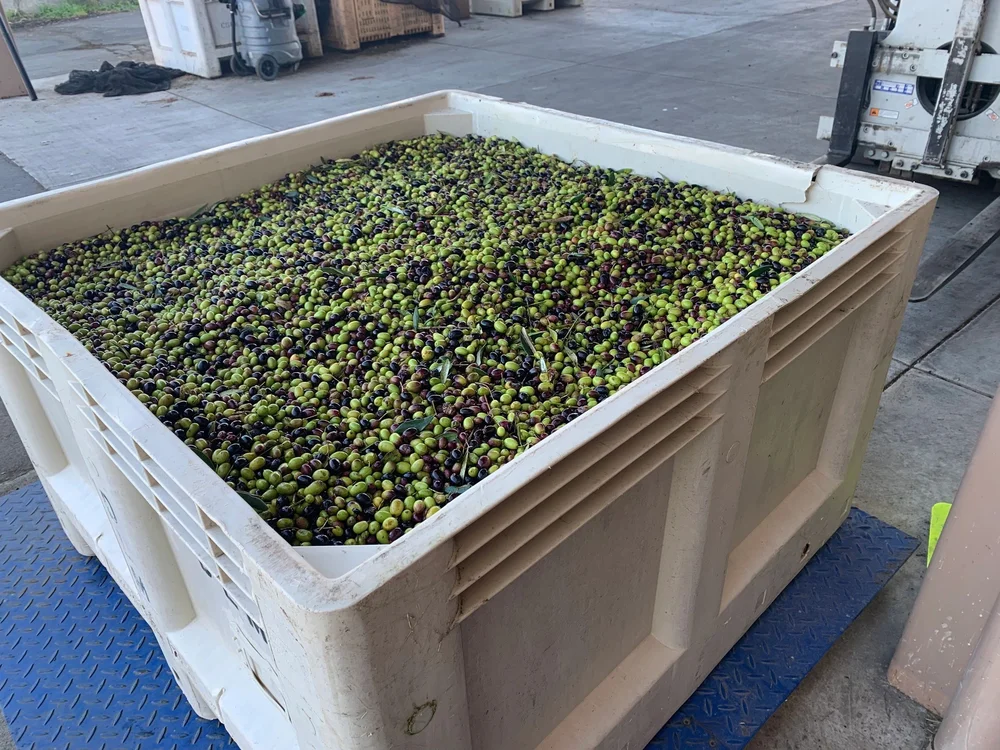 Four Palms Farm Extra Virgin Olive Oil