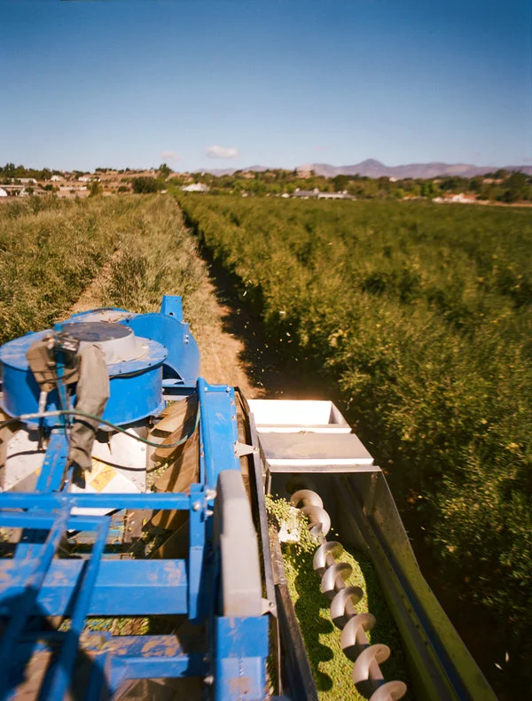 Inez Organic Single Estate Blend