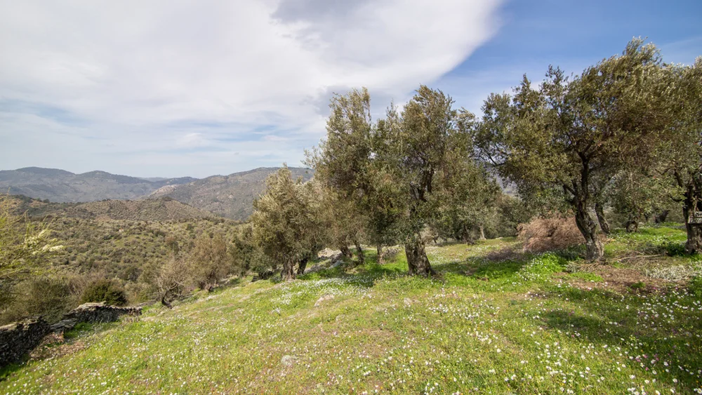 Mia Elia olive grove on a hillside near Trigonas, Lesvos