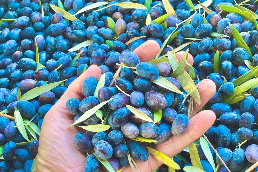 Ojai Tuscan Olive Oil