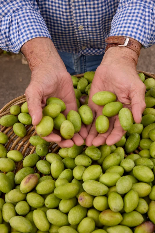 Pangallo Estate Extra Virgin Olive Oil
