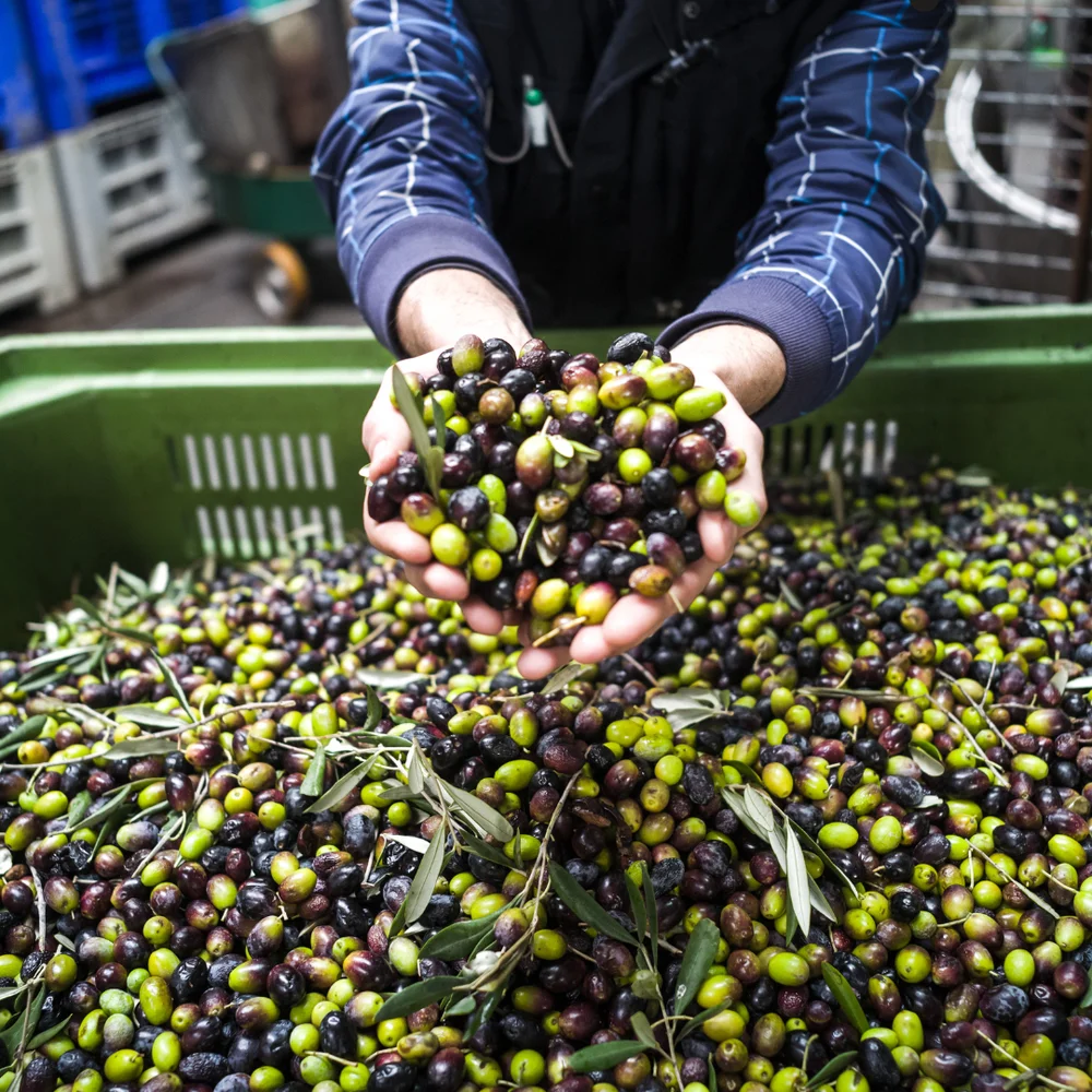 Texana Brands Extra Virgin Olive Oil