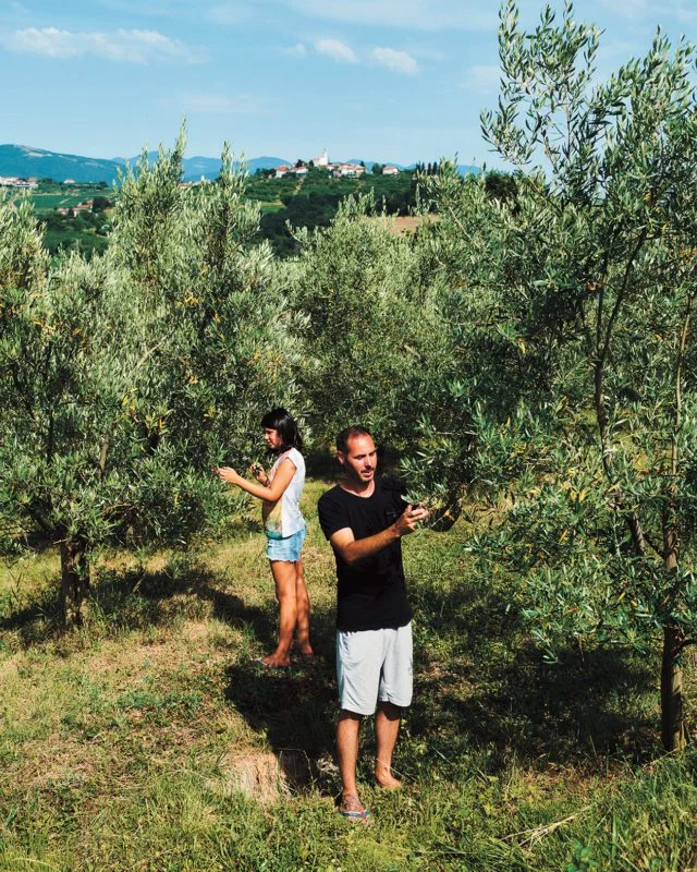 Villa Eva Leccino Extra Virgin Olive Oil