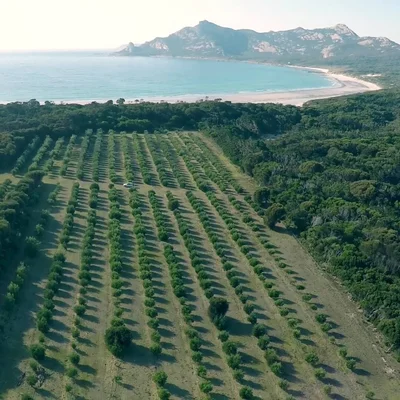 Flinders Island Olive Oil