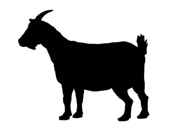 Maslina Ranch logo